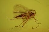 Fossil Fly (Diptera) In Baltic Amber #109309-2